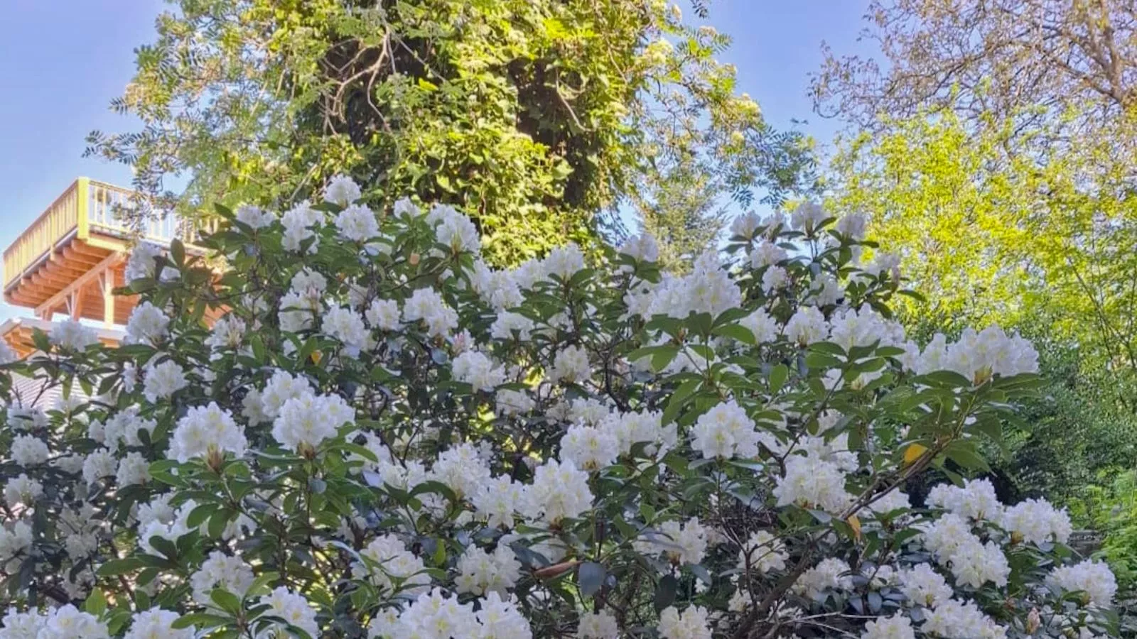 Bernhardsberg-Garten Sommer
