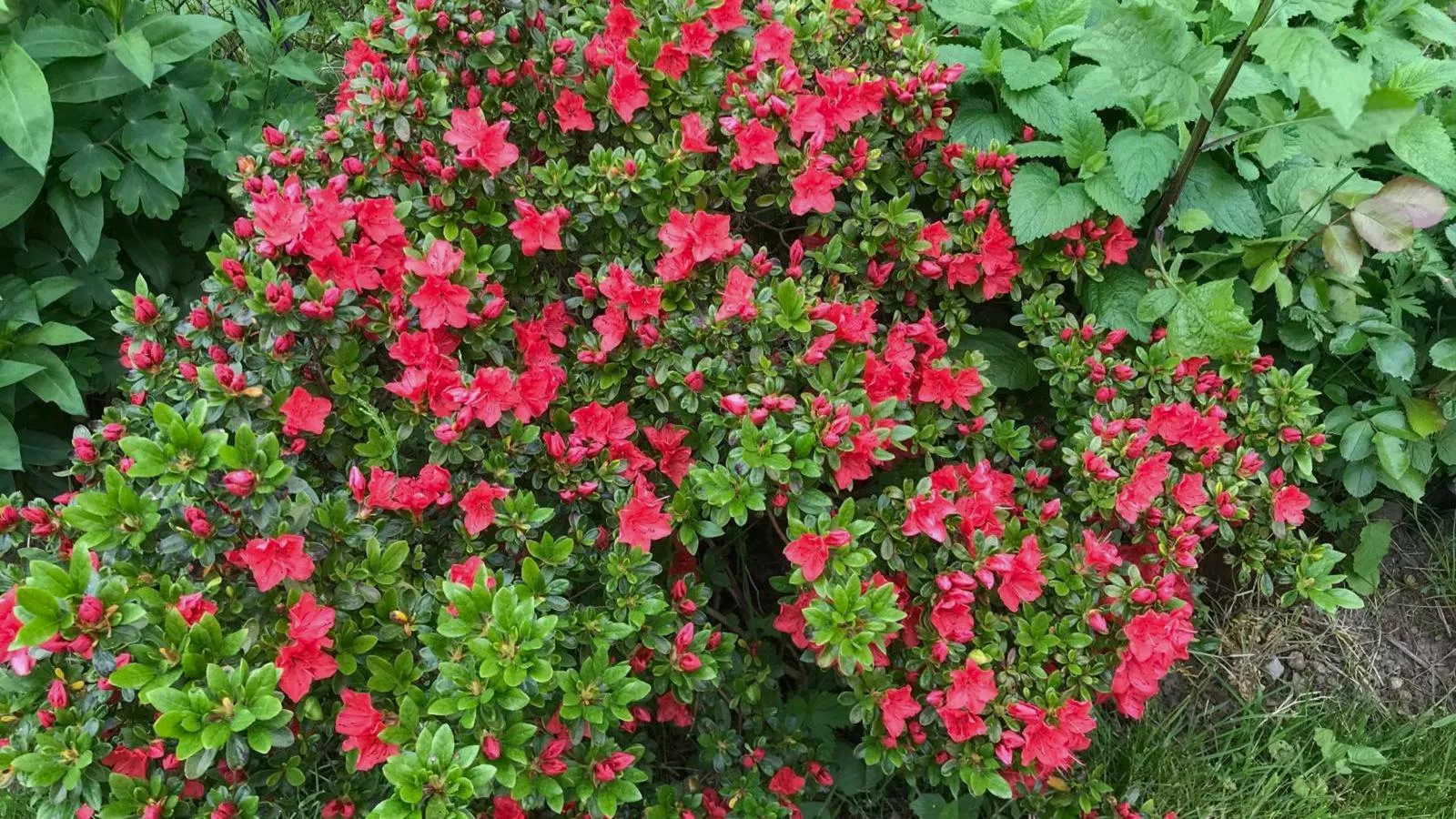 Böhmerwaldnest-Ambiance