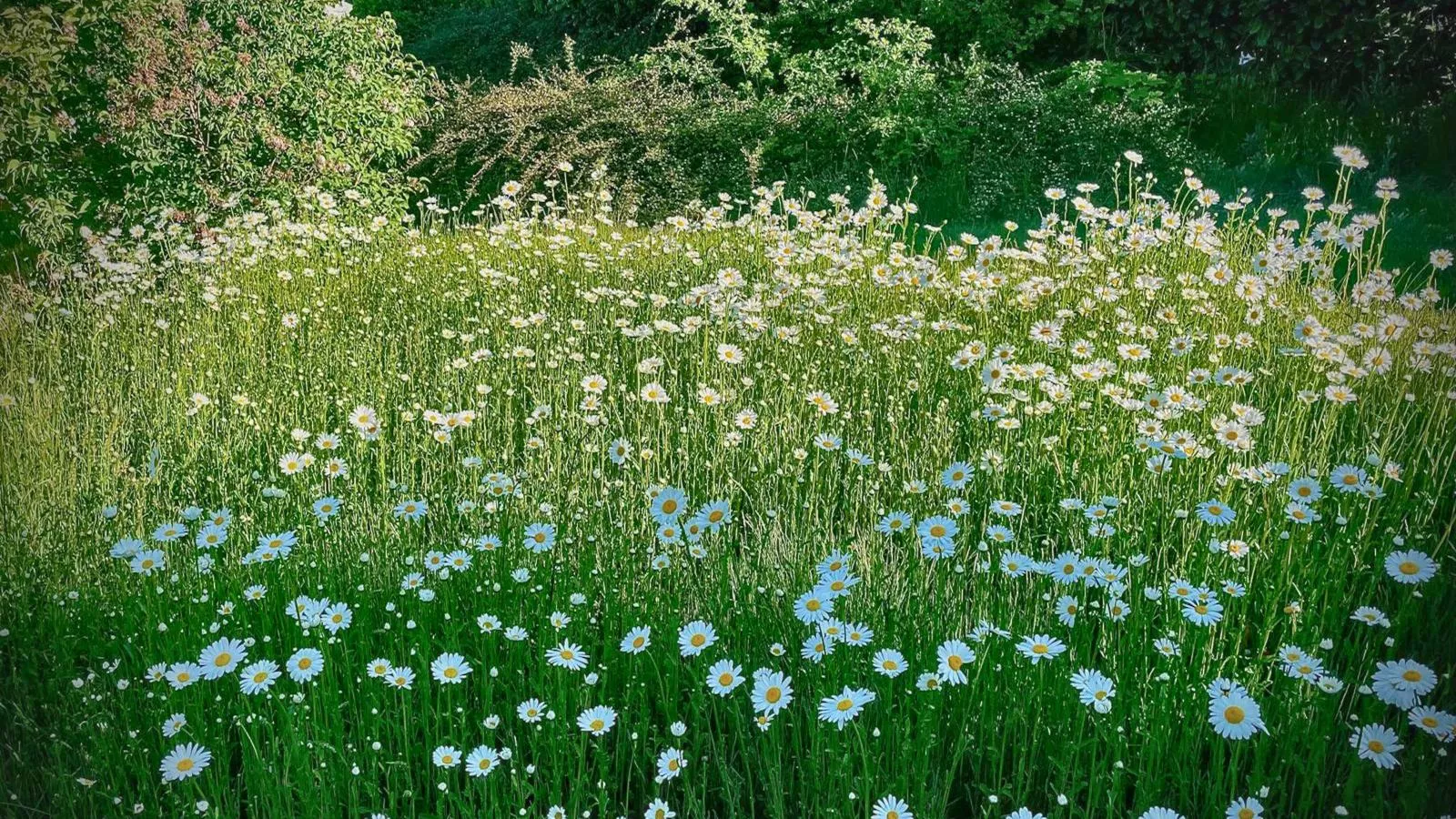 Böhmerwaldnest-Vue d'été