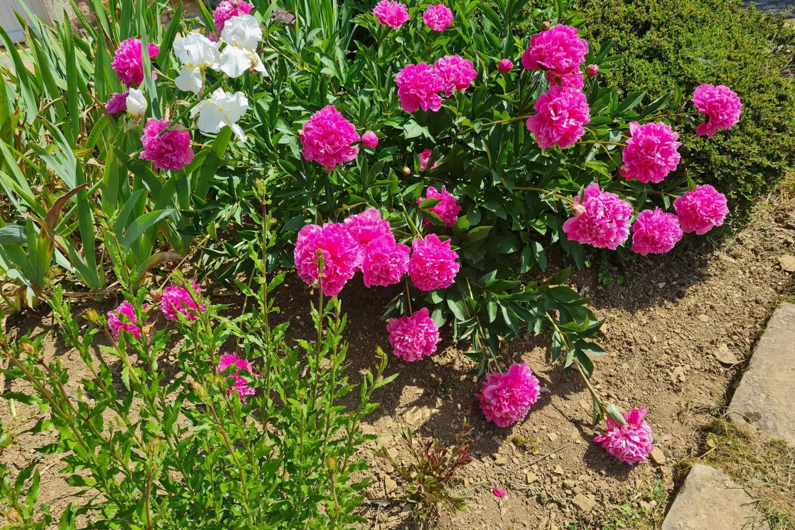 La Burgunde-Gardens summer