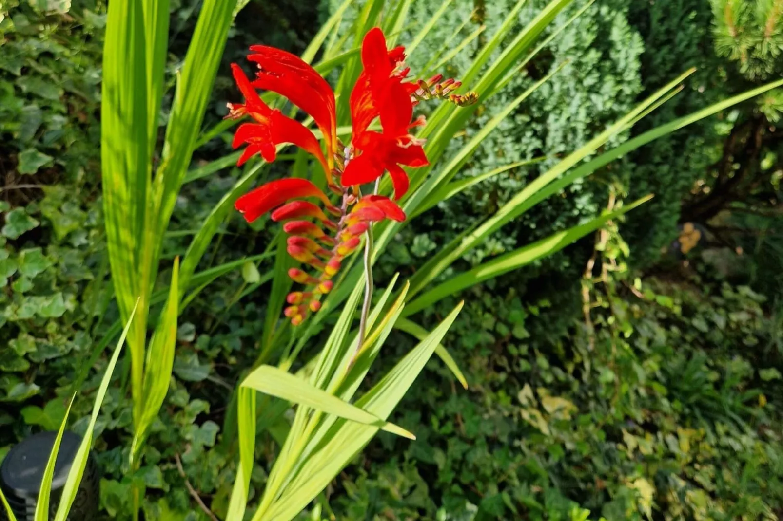 Le domaine d'Hypolite-Gardens summer