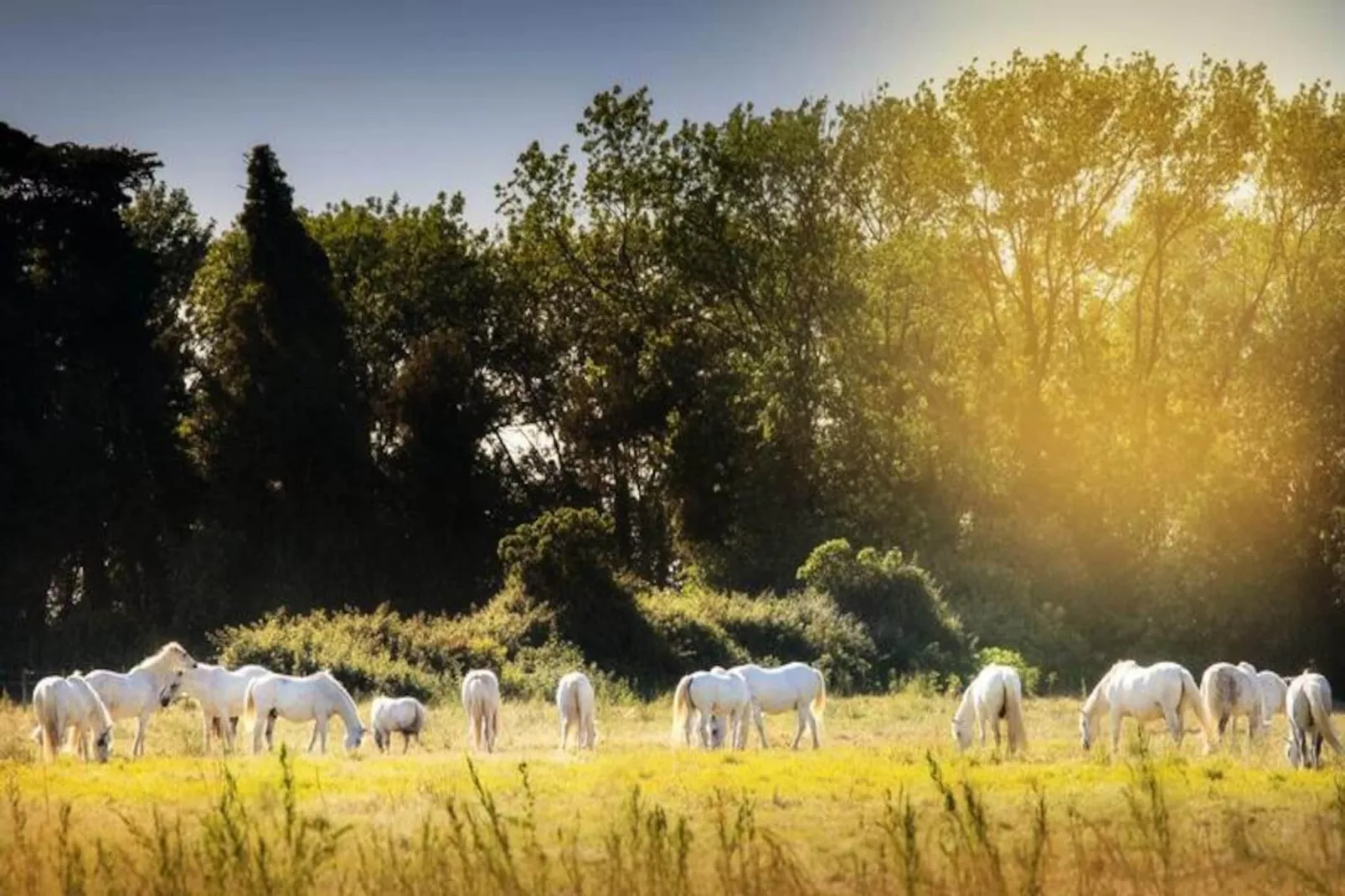 SOWELL Family Les Amandiers****