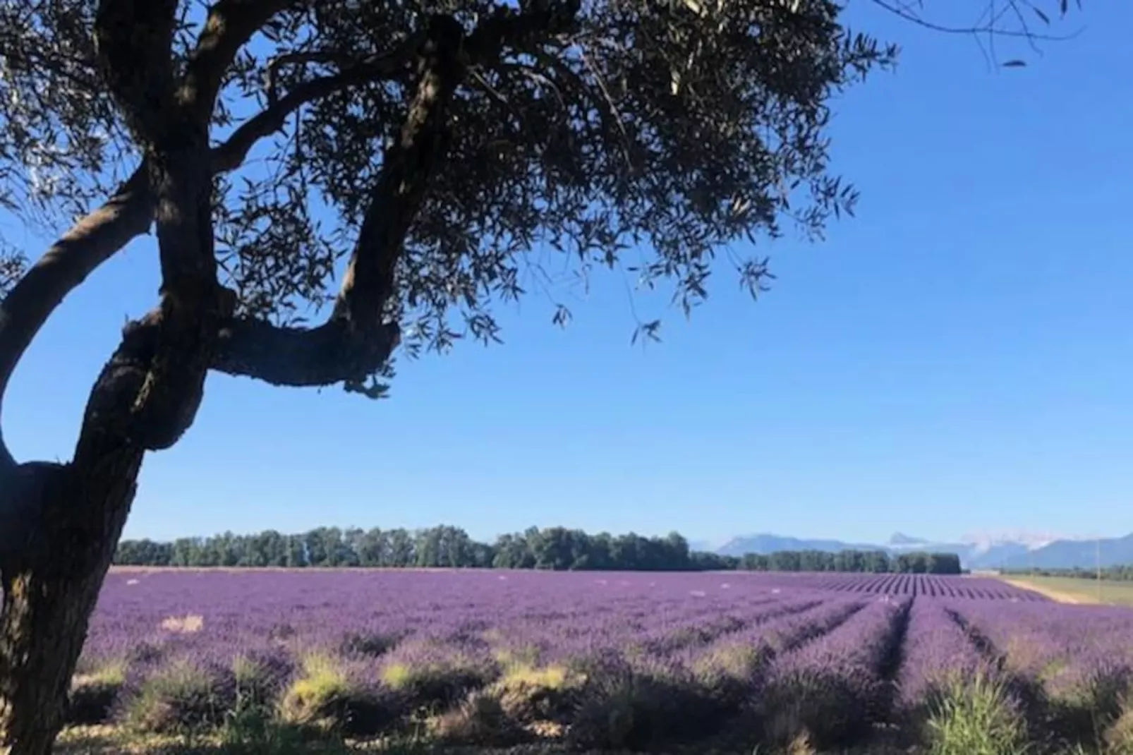 04b3: Beau T3 Au Coeur Des Lavandes - Piscine-Image-tags.