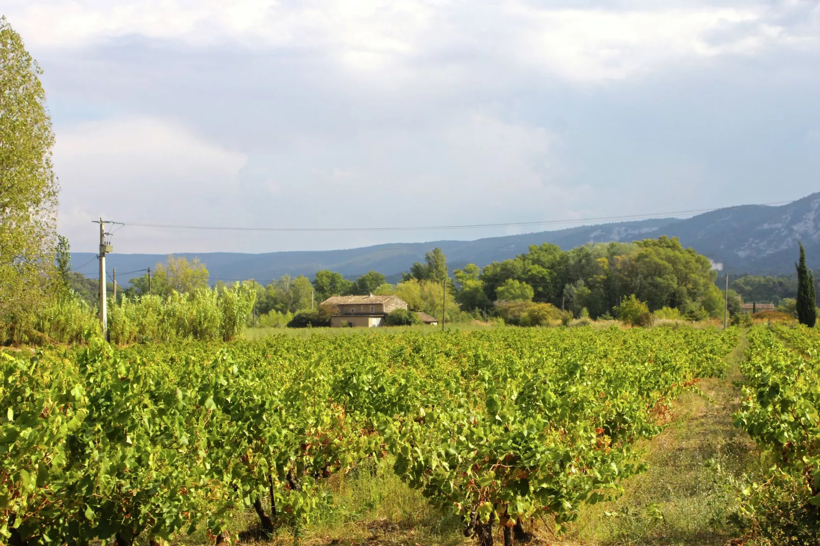 Le Mûrier-View summer