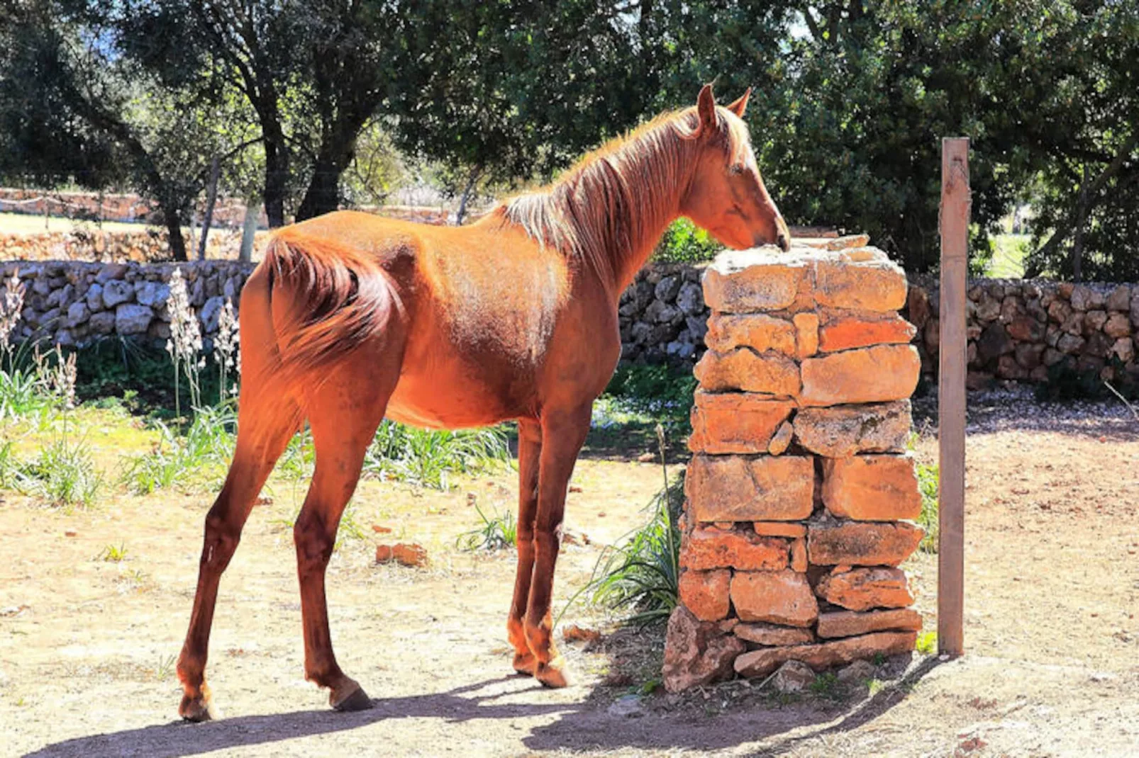 Maison à Son Serra de Marina-Image-tags.
