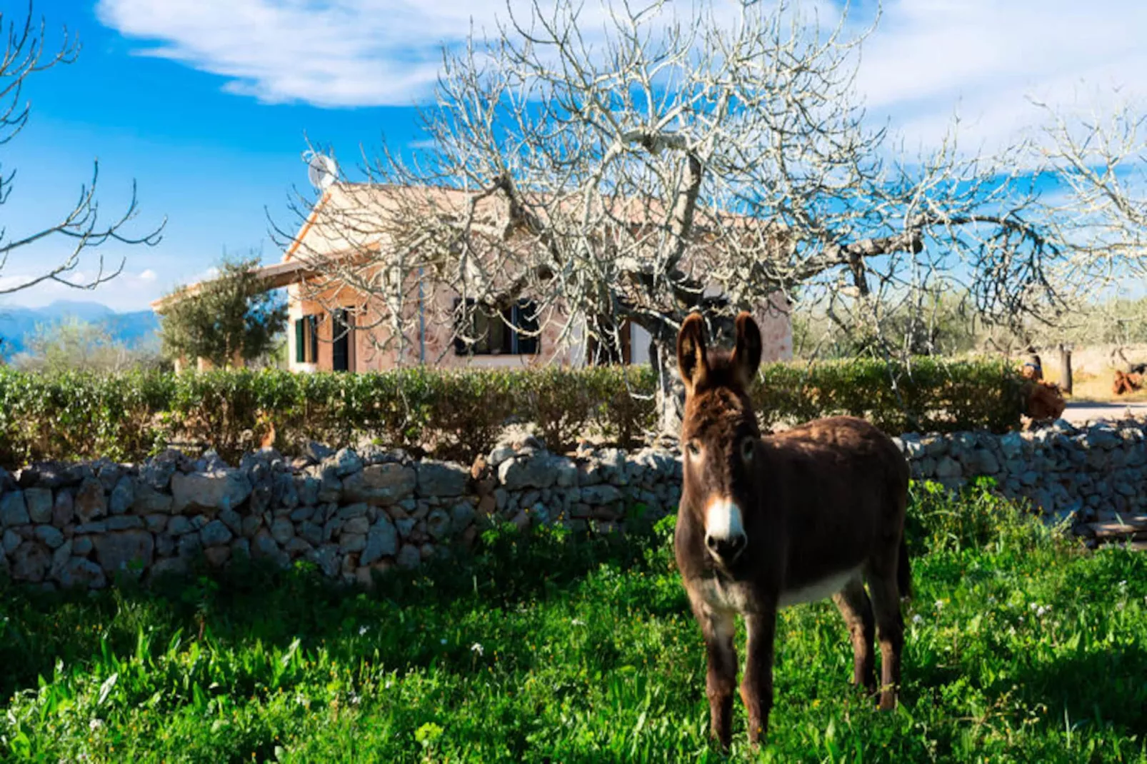 Maison à Sineu-Image-tags.