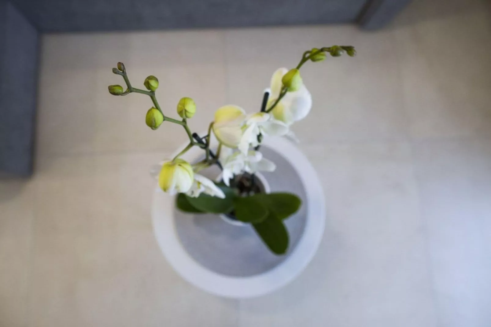 Apartman Milas 4-Ambiance