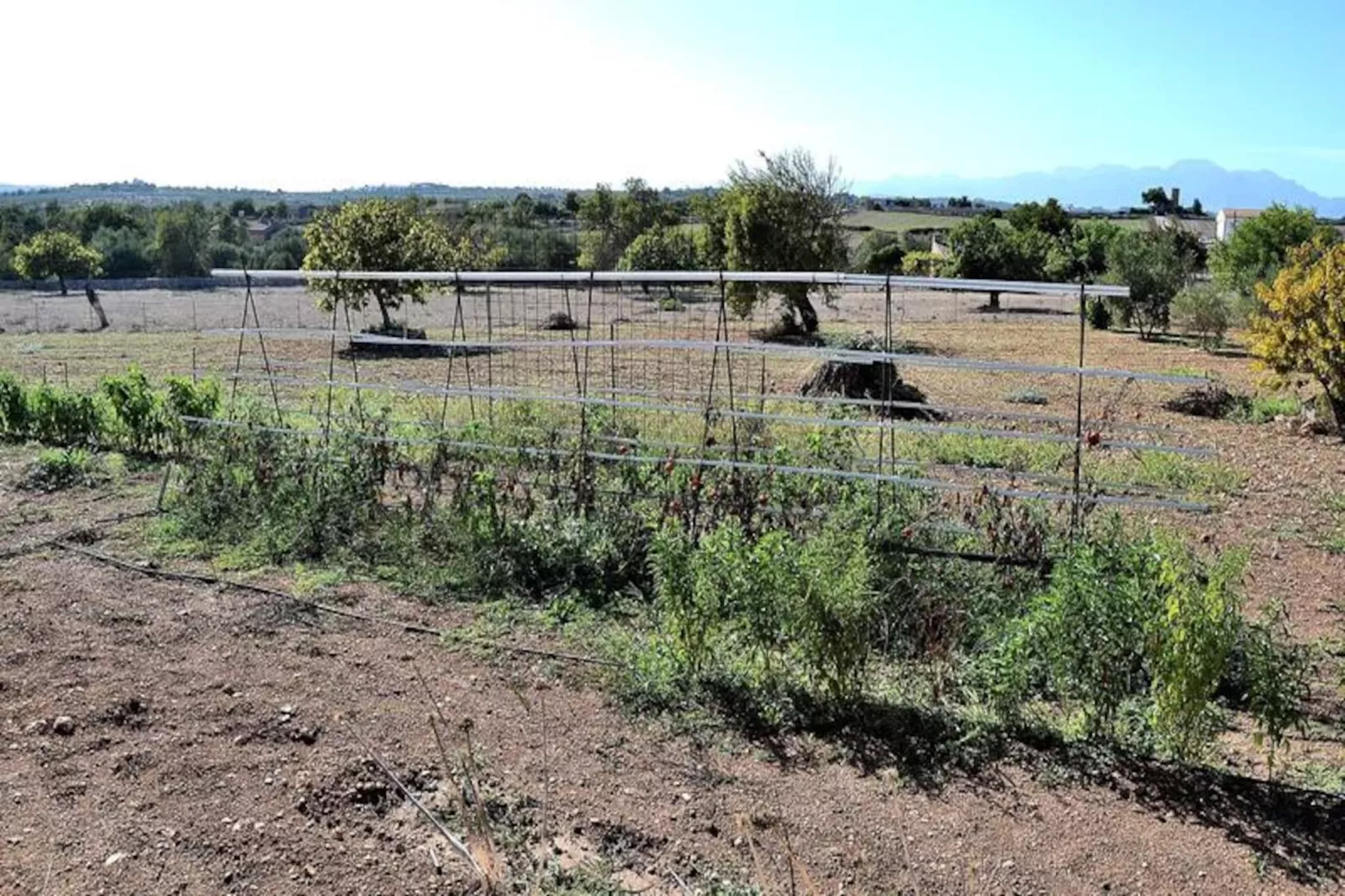 Maison à Santa Margalida-Image-tags.