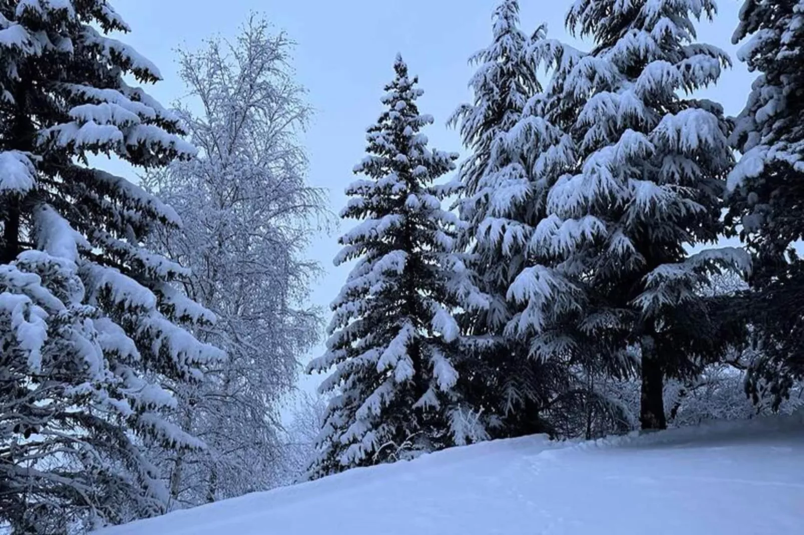 Résidence L'albane - Gebiet Winter 5 km