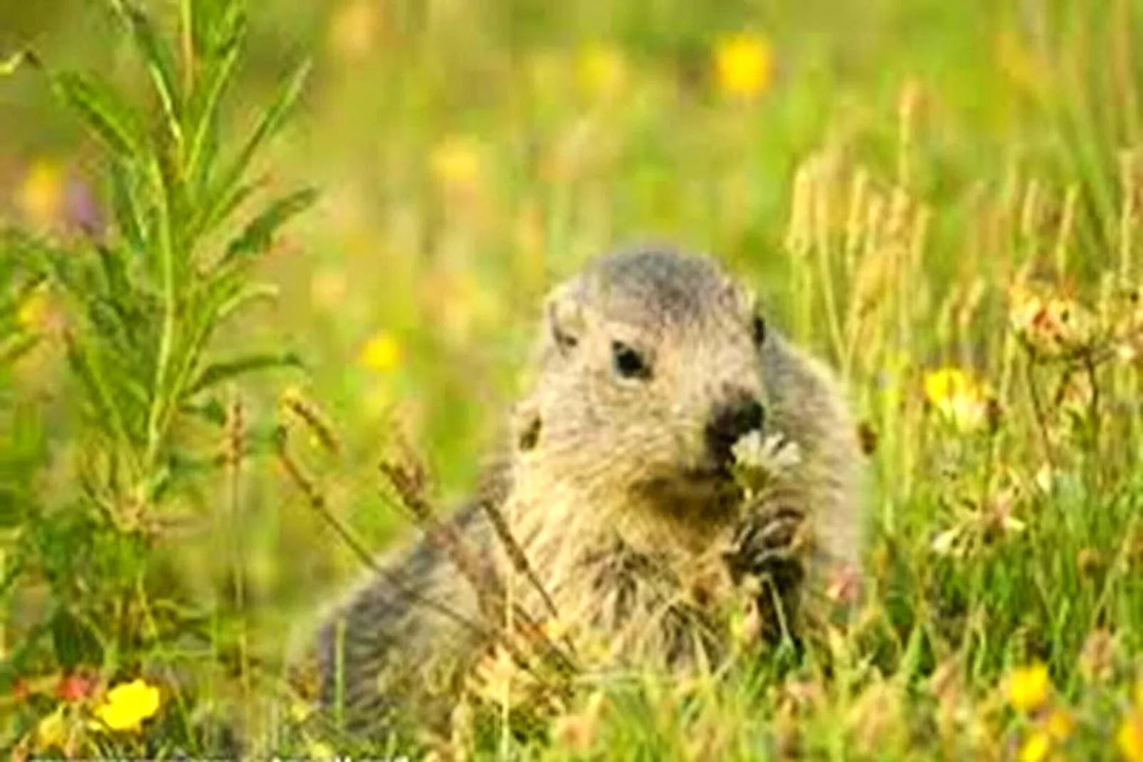 Résidence Le Parc Des Airelles - Garten Sommer