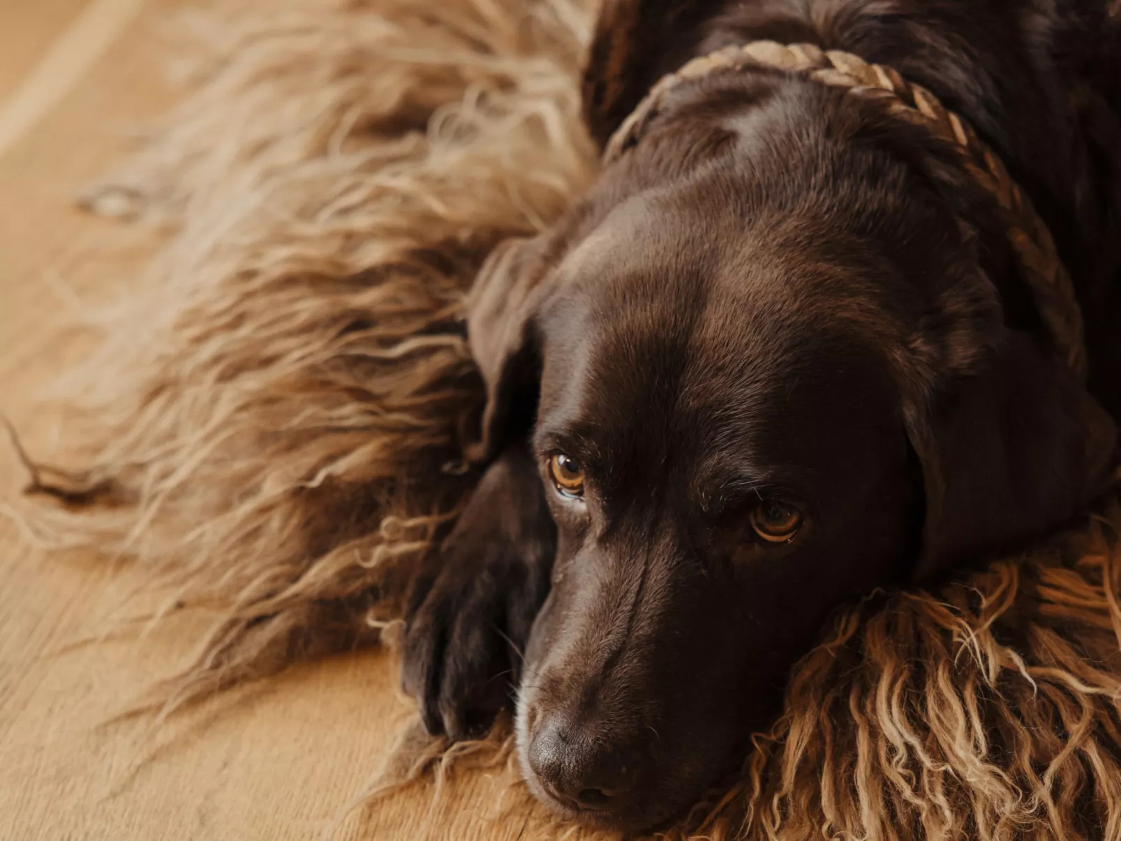 Royal Mountain Lodge-Inside