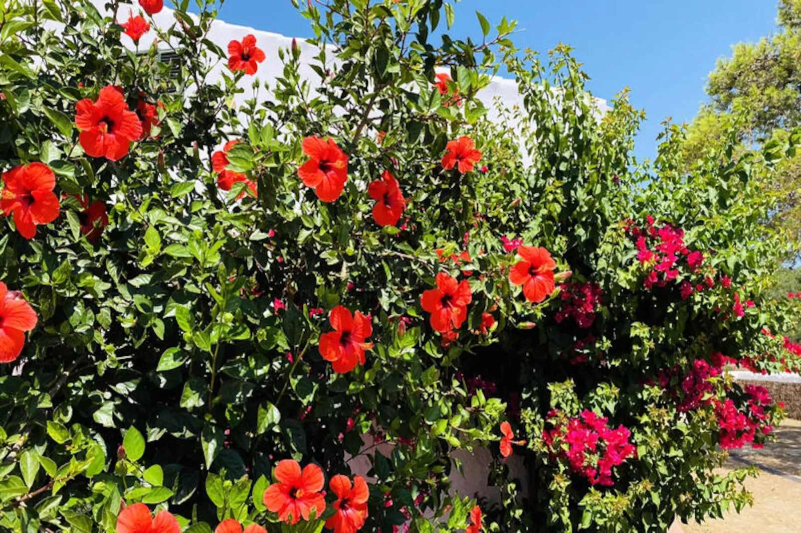 Maison à Alaior-Image-tags.