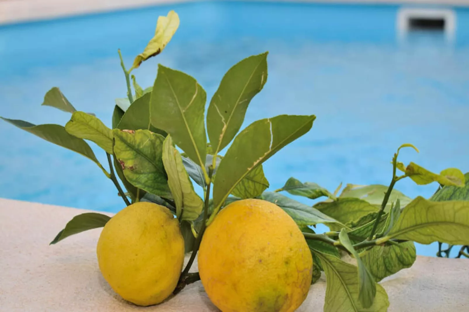 Maison à Santa Margalida-Image-tags.