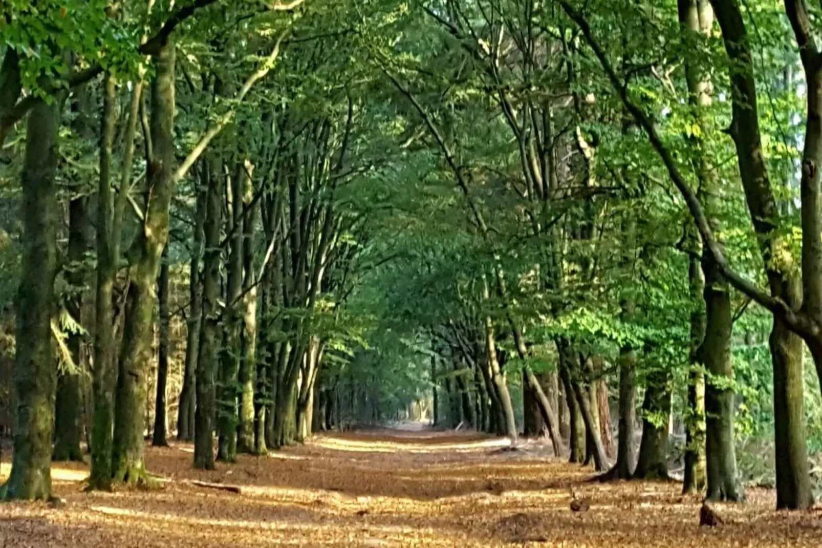 Koperwiek-Areas summer 20km