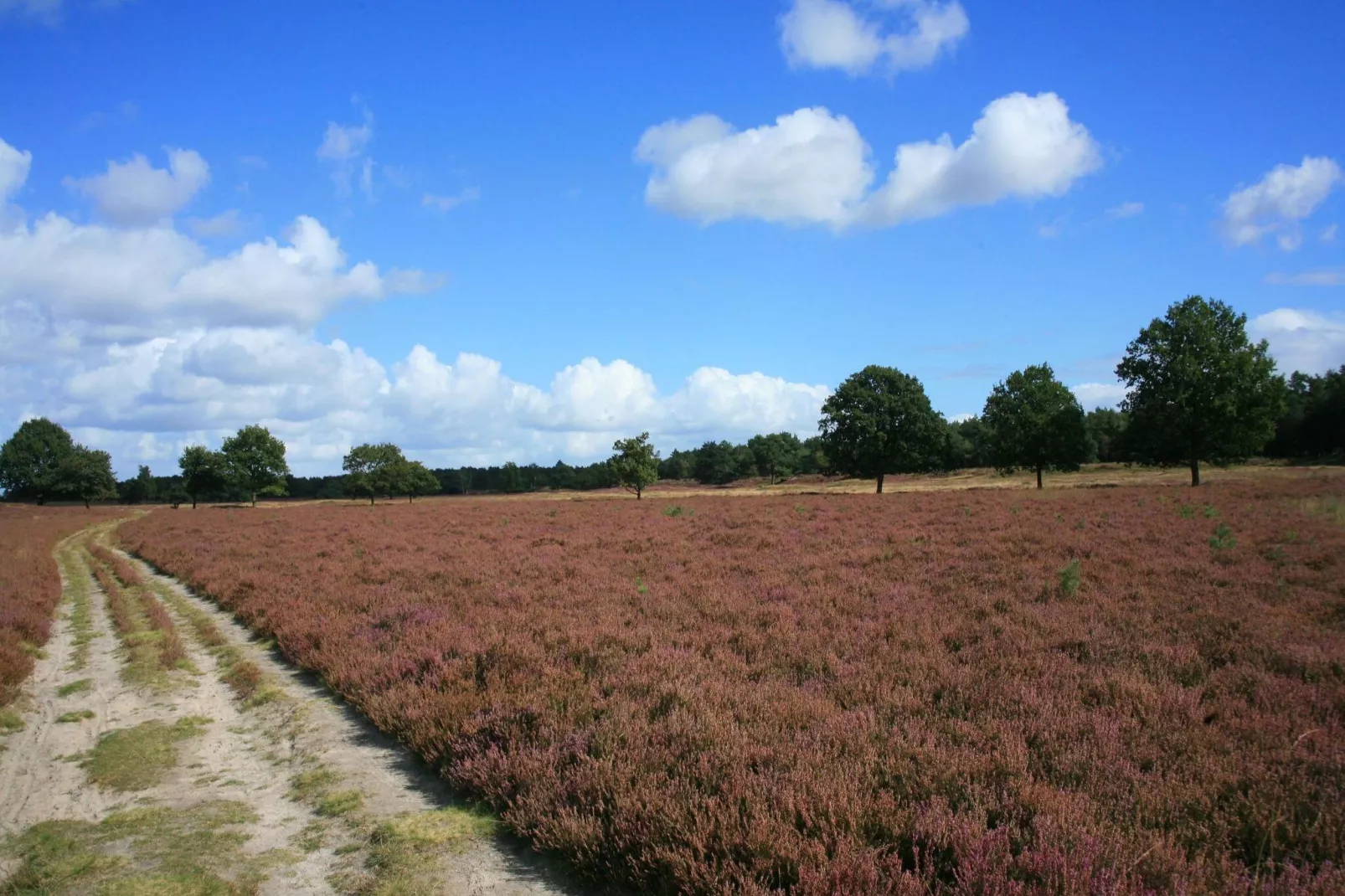 Koperwiek-Areas summer 20km