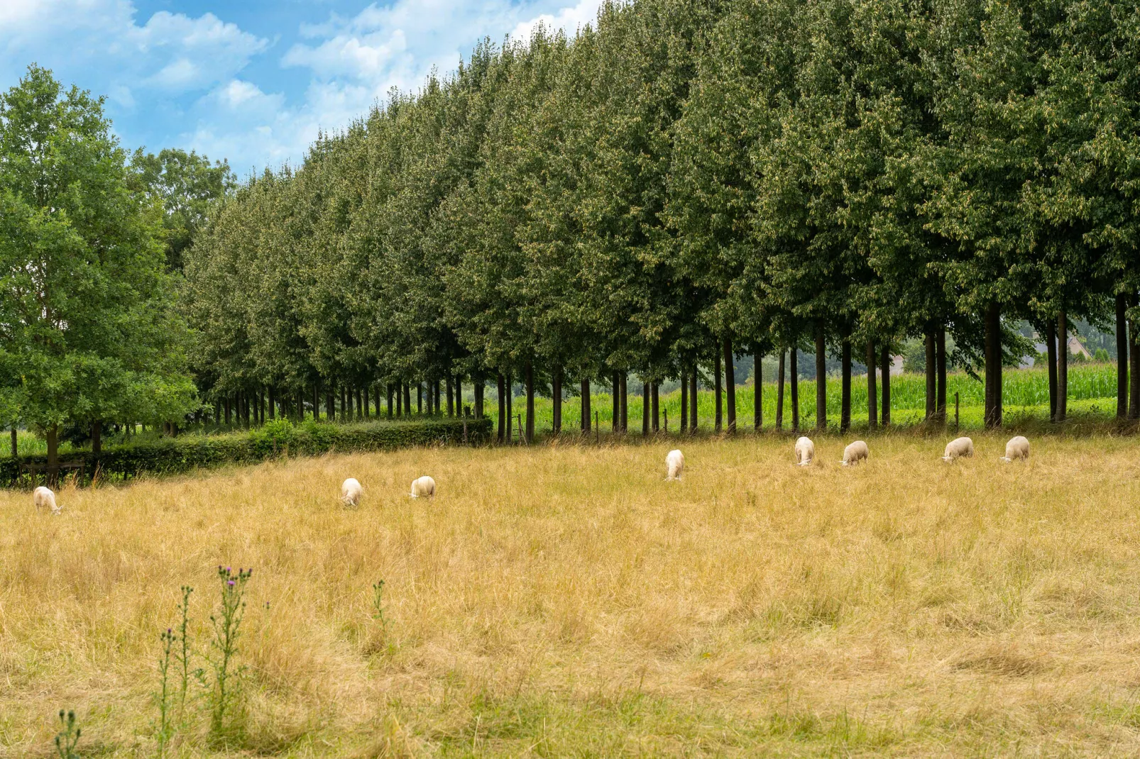 Koetshuis 't Geyn-Landgoed Noordenhoek-Areas summer 5km