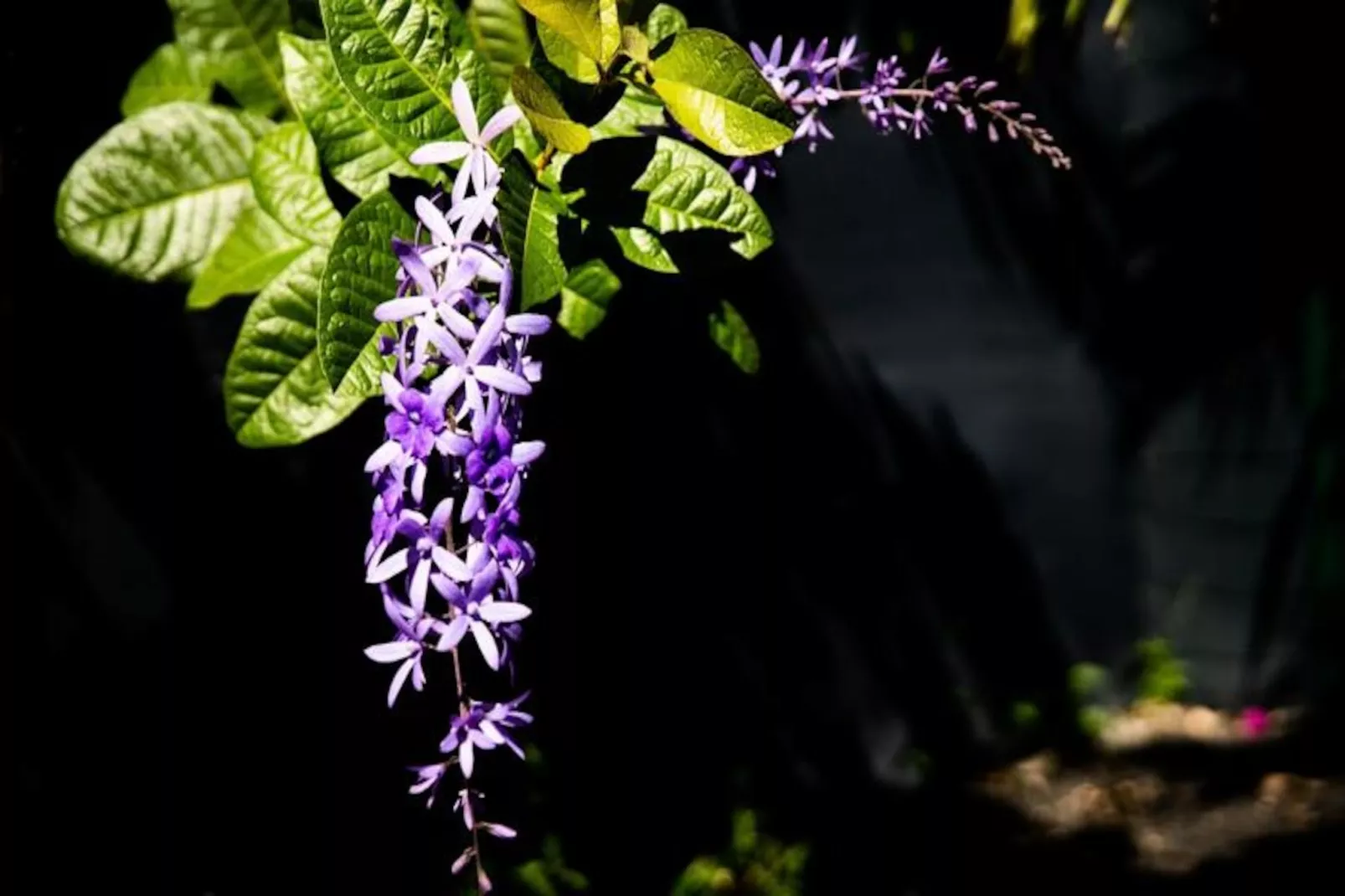 Villa Corossol-Image-tags.