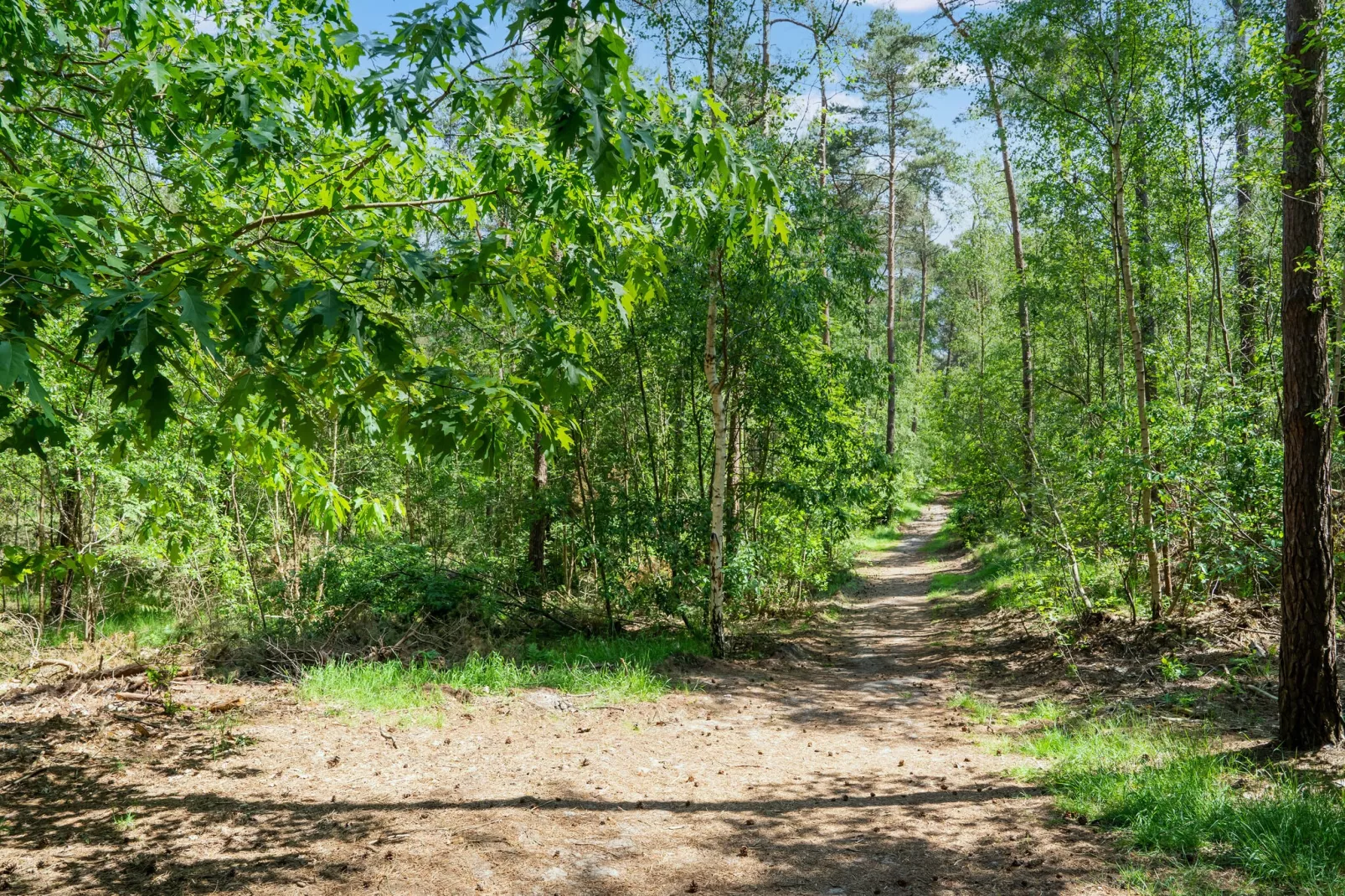 Het Haasje-Areas summer 5km