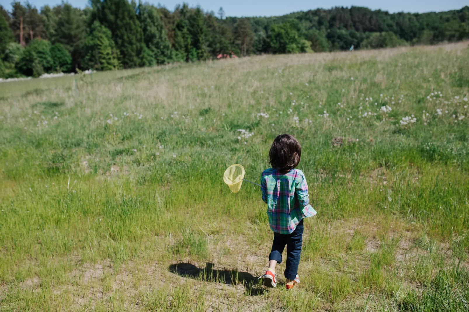 Grey heron-Aussicht Sommer
