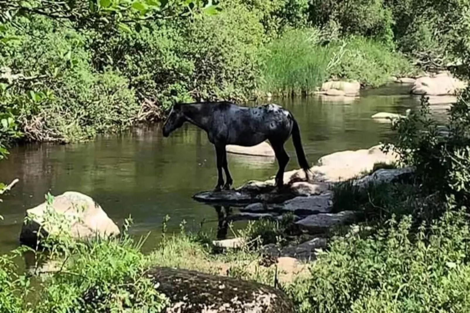 Gîte de France La truyère, à la chaldette 3 épis-Image-tags.