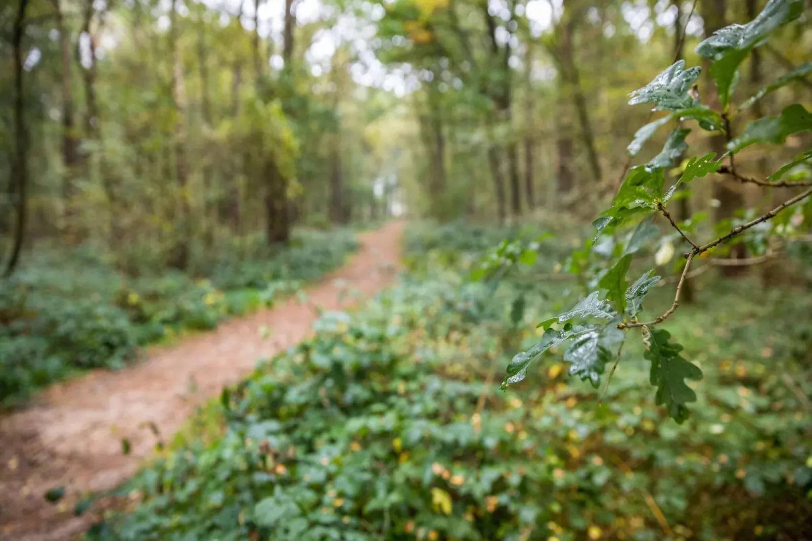 't Woold-Areas summer 5km