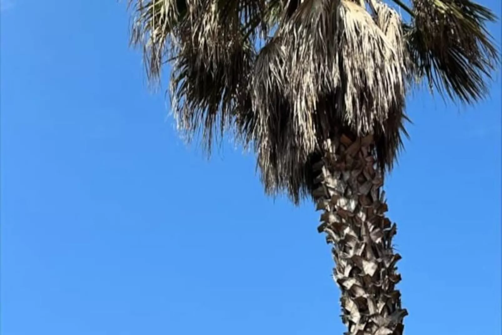 La Coquette En Bord De Plage-Image-tags.