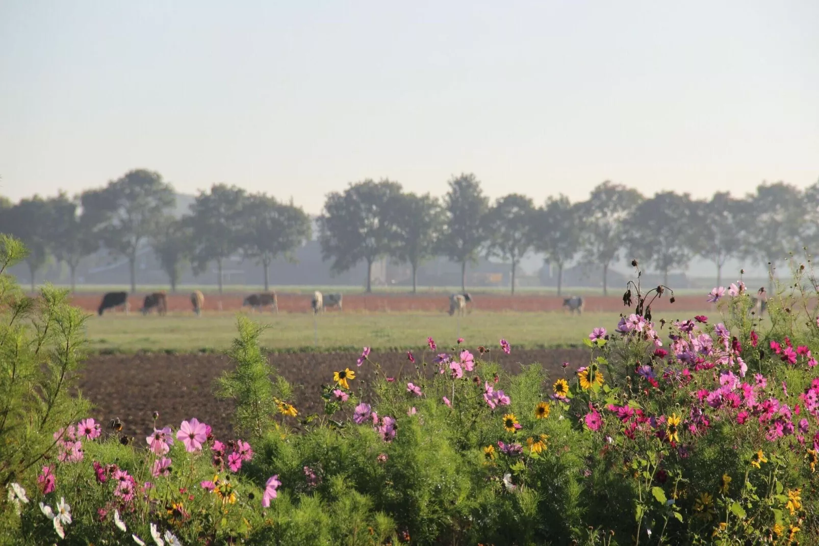 Het Zonnetje-Gebiete Sommer 20 km