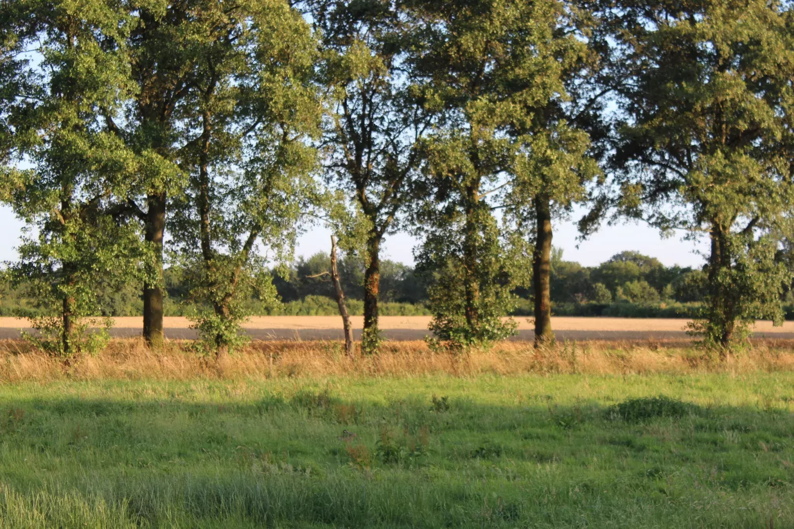 Welskerveen 5-Areas summer 1km