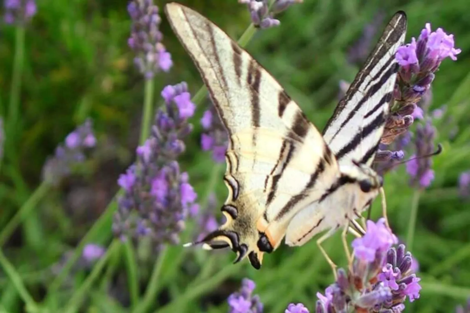Les Messugues, Mas Proven&ccedil;al Typique Avec Piscine Partag&eacute;e, Nature, Calme-Image-tags.
