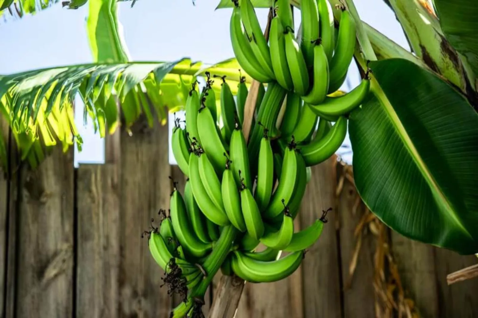 Villa Corossol-Image-tags.