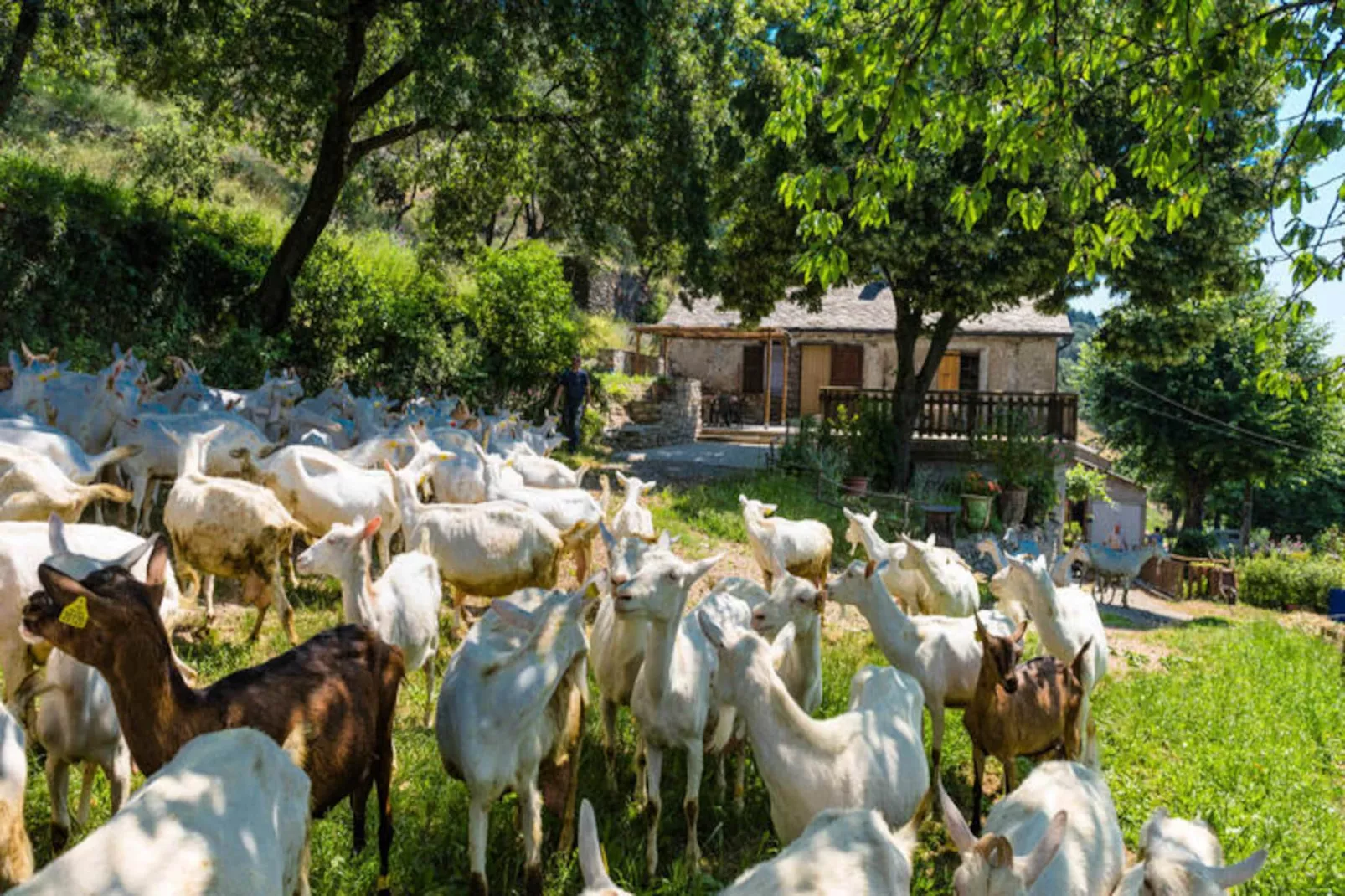 Gîte de France Gîtes de france 4/6 personnes à campéménard 2 épis-Image-tags.