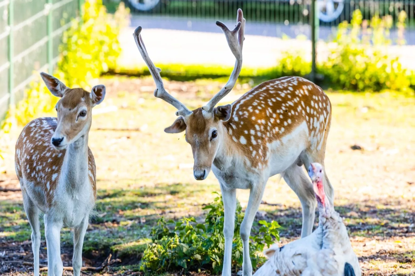 Vakantiepark Bergumermeer 7-Areas summer 5km