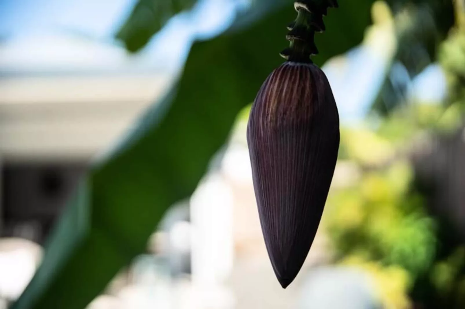 Villa Corossol-Image-tags.