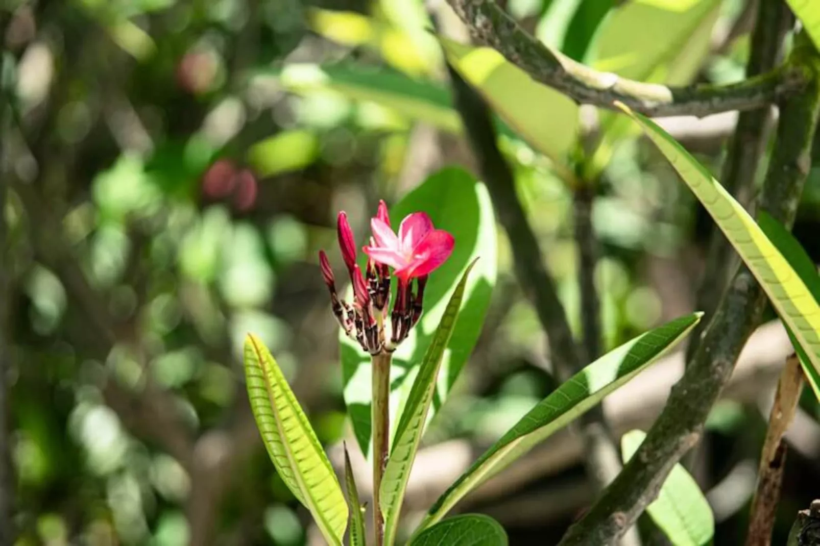 Villa Frangipanier-Image-tags.