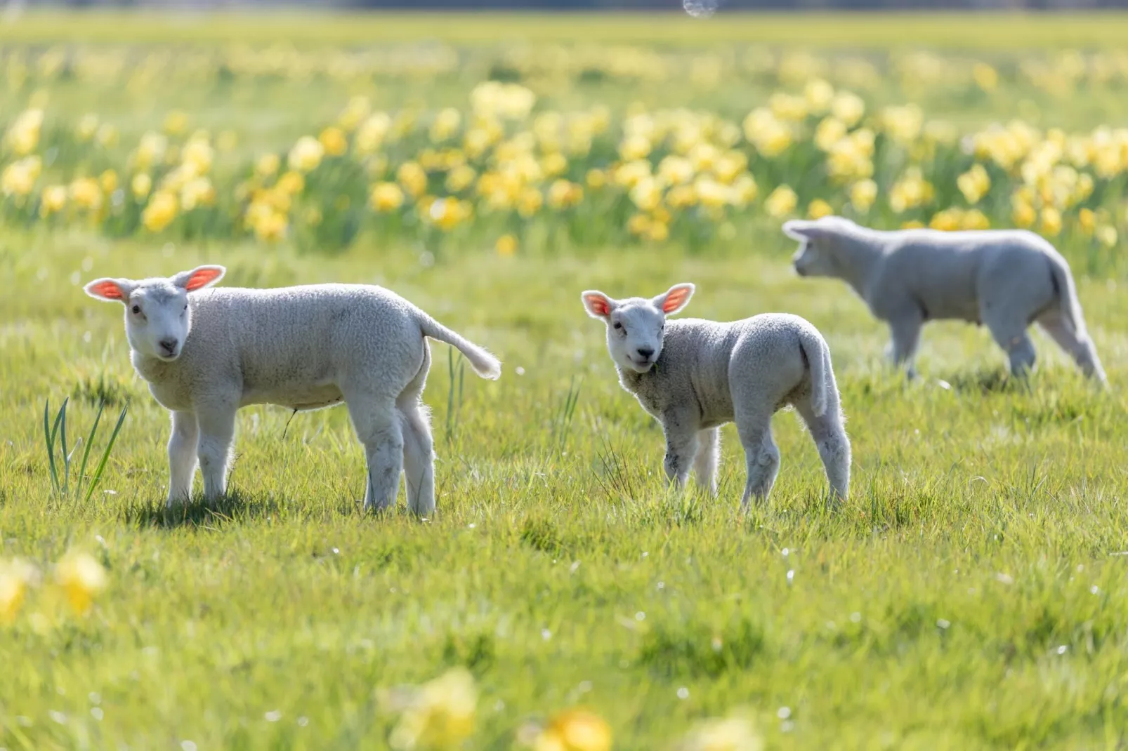 Vakantiepark Hunzedal 16-Gebiete Sommer 5 km