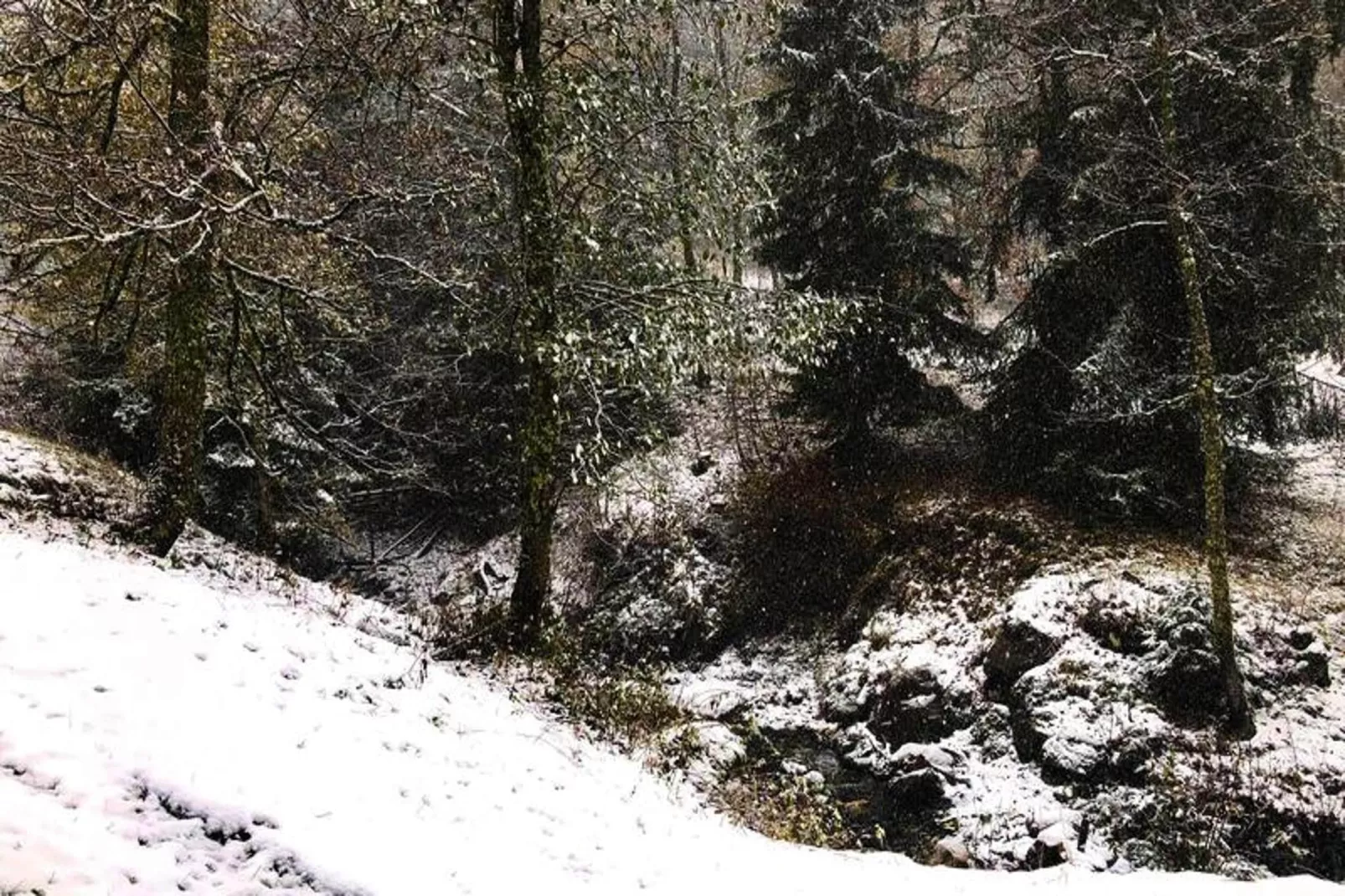 Résidence Sapiniere-Gebiet Winter 1 km