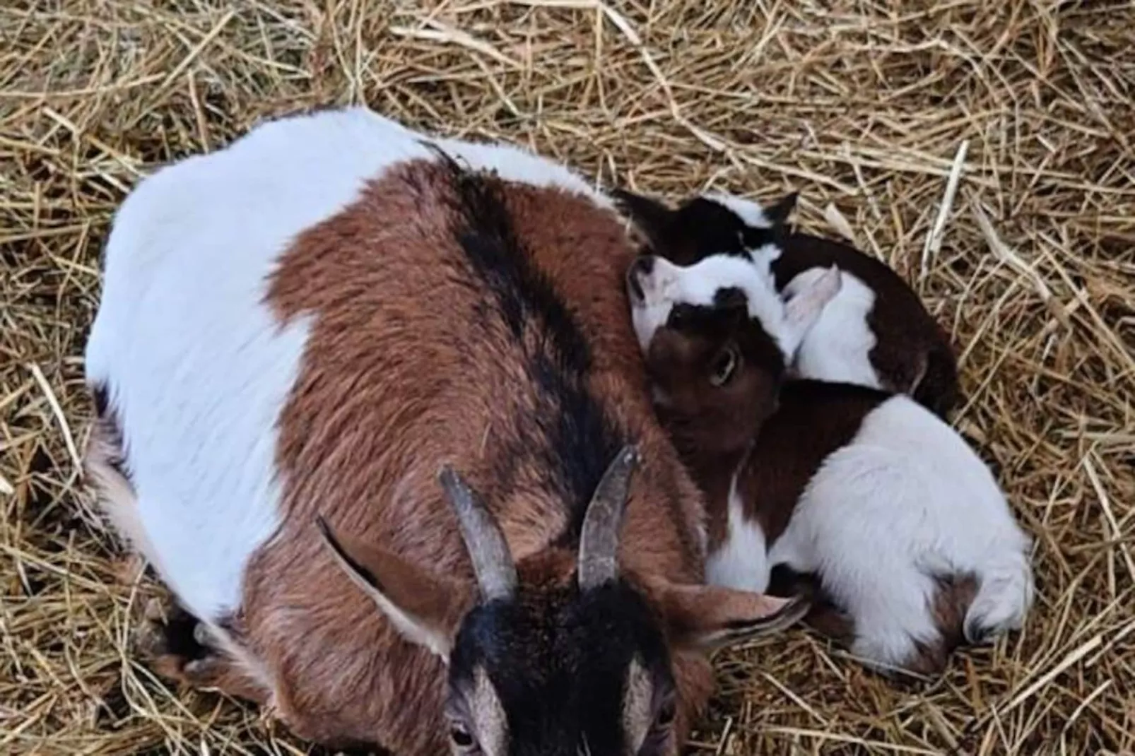 Gîte de France Gîte "la nature" 4 épis-Image-tags.