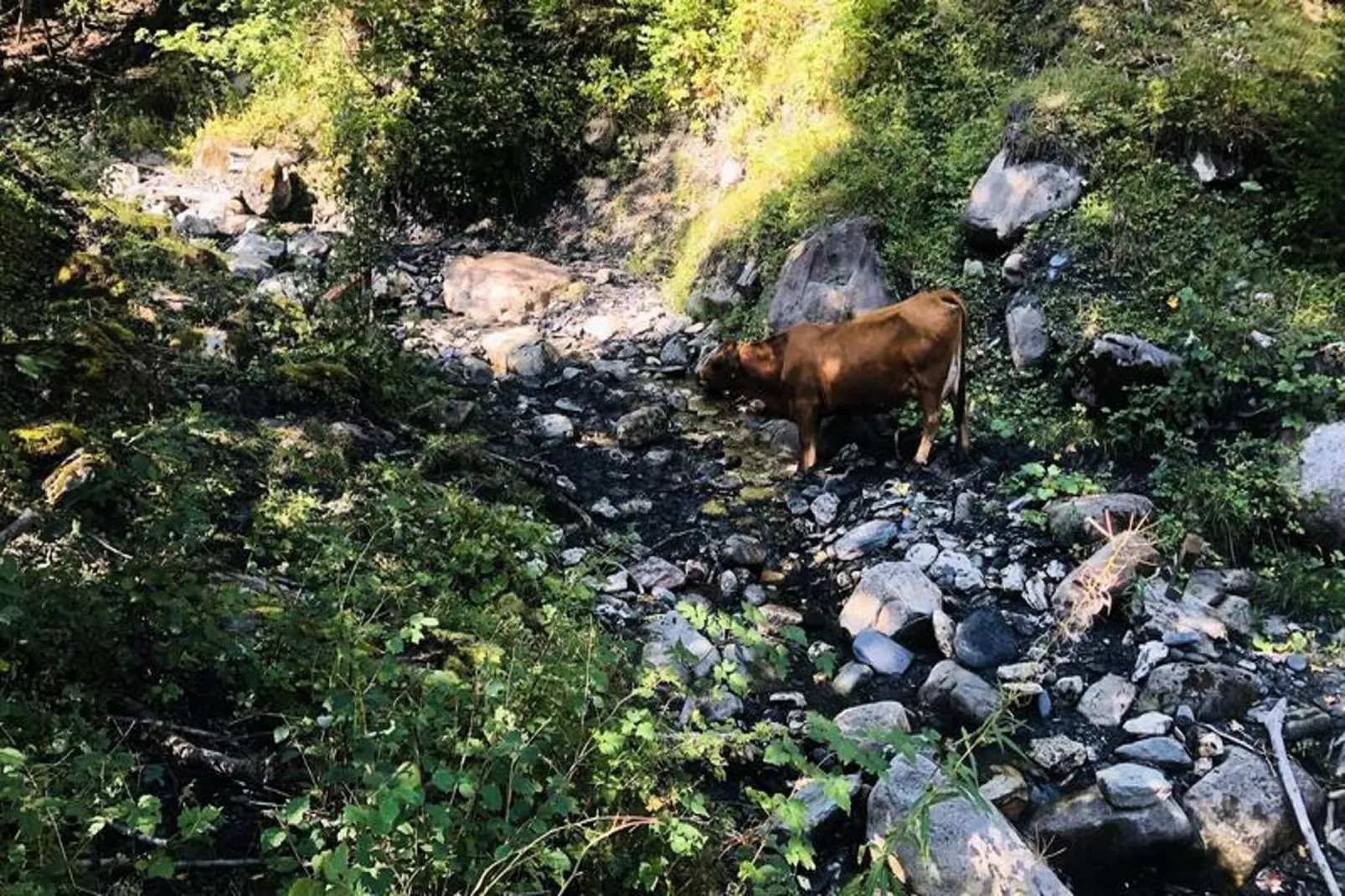 Résidence Sapiniere-Gebiete Sommer 5 km