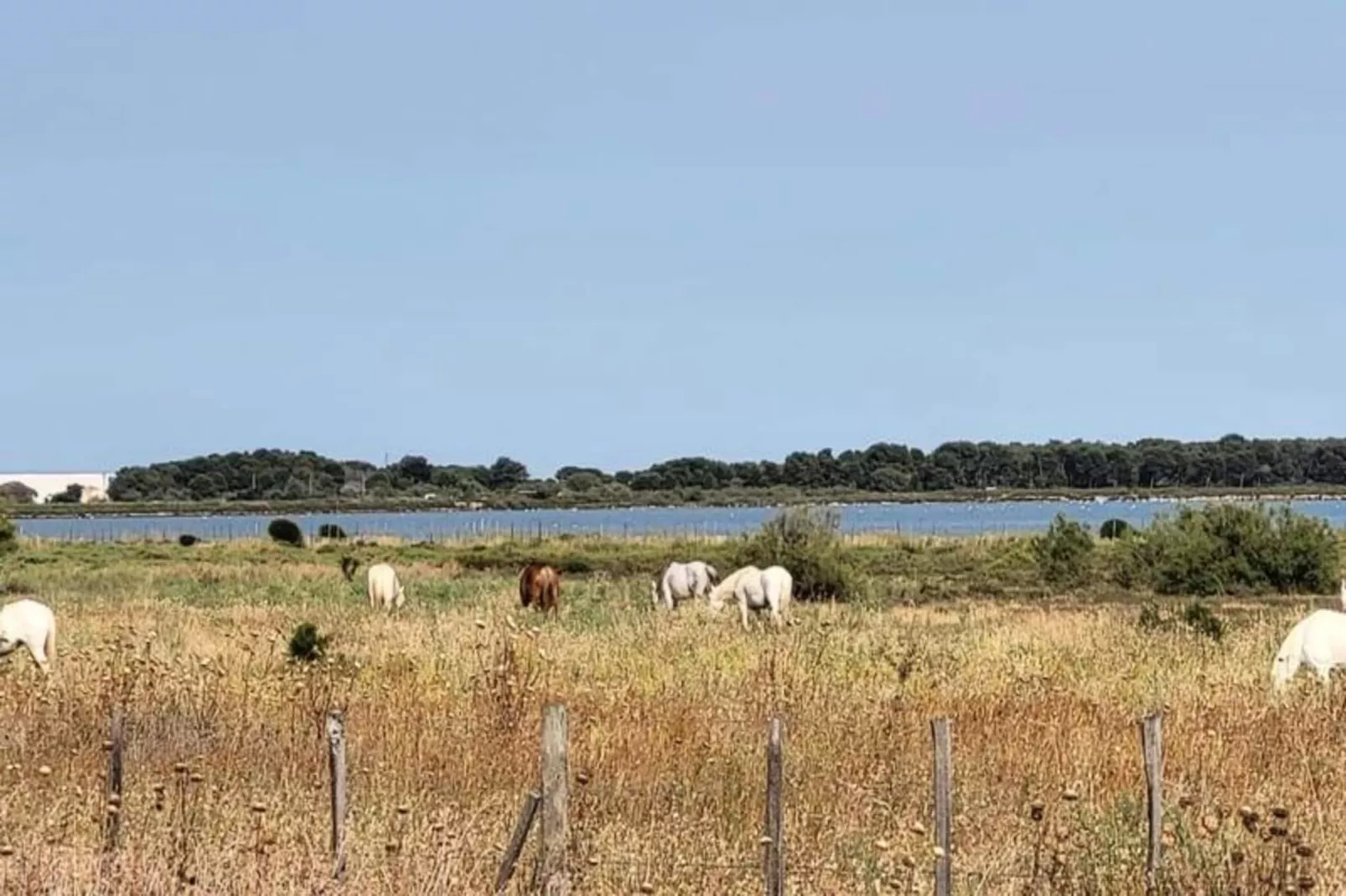 Résidence La Cigale De Mer &agrave; 100 M De La Plage Et Du Centre Ville Du Grau Du Roi-Gebiete Sommer 1 km