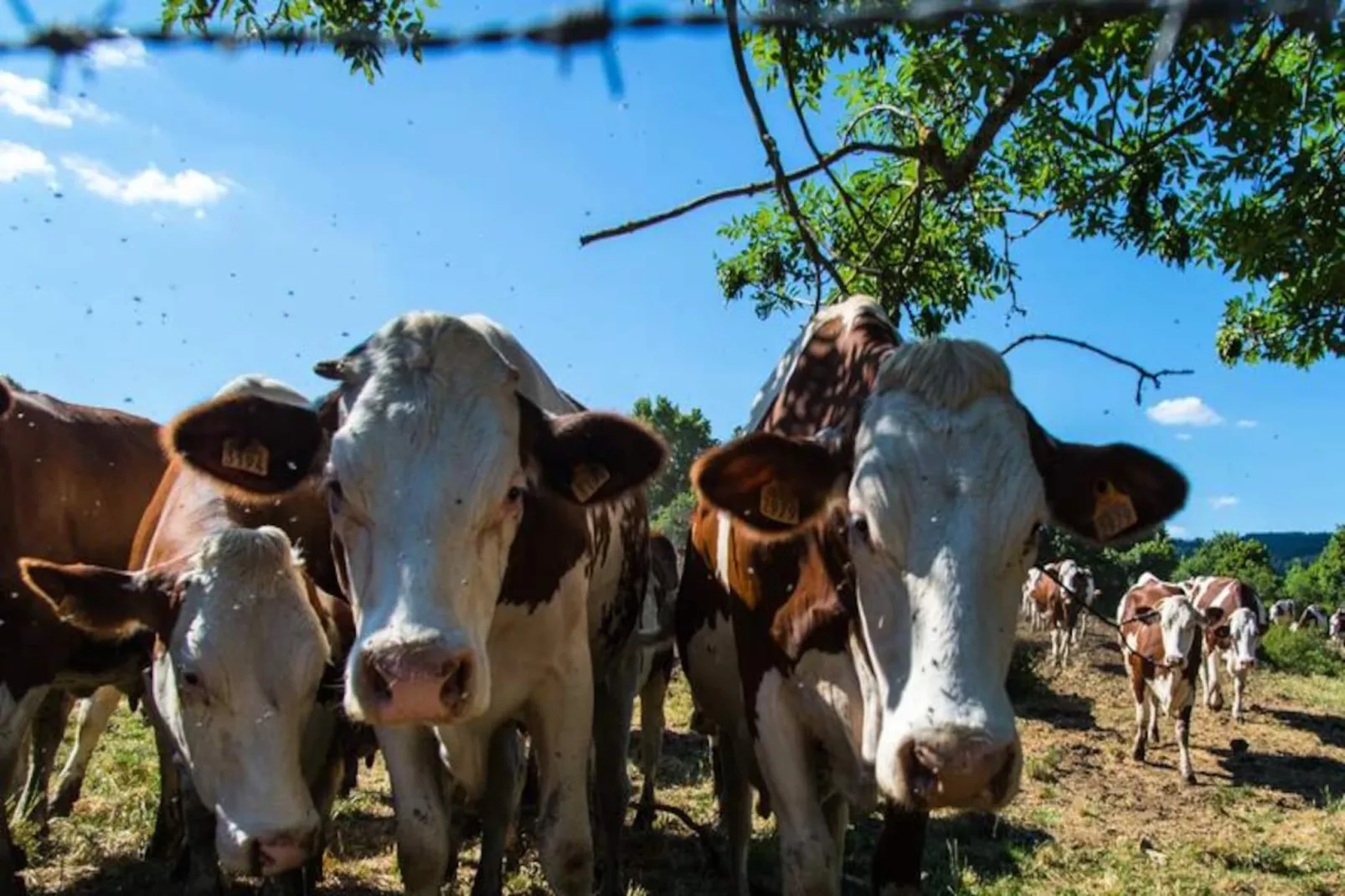 Gîte de France La grange aux roses 4 épis-Image-tags.