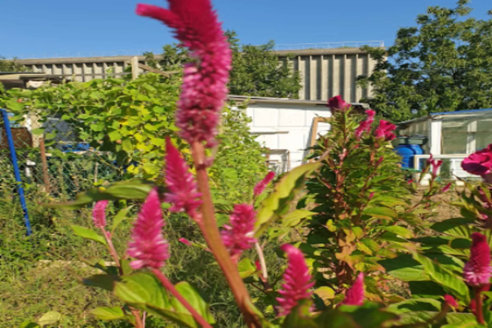 Appart'hôtel Odalys City Bioparc-Exterior in summer