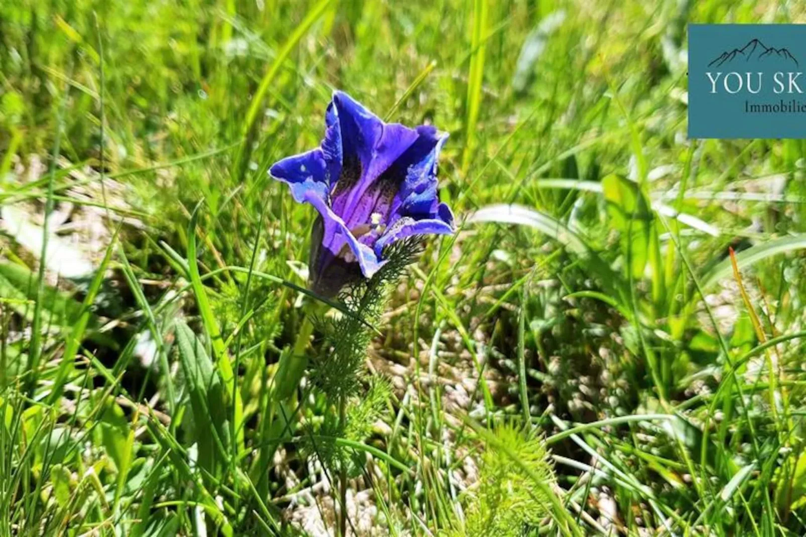 Résidence Les Prés Hauts-Image-tags.