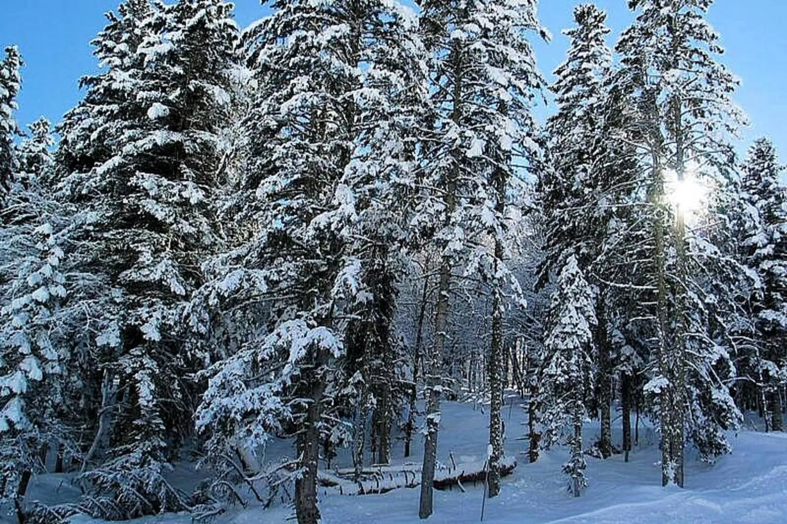 Résidence Bois De Marie - Area within 5km in winter