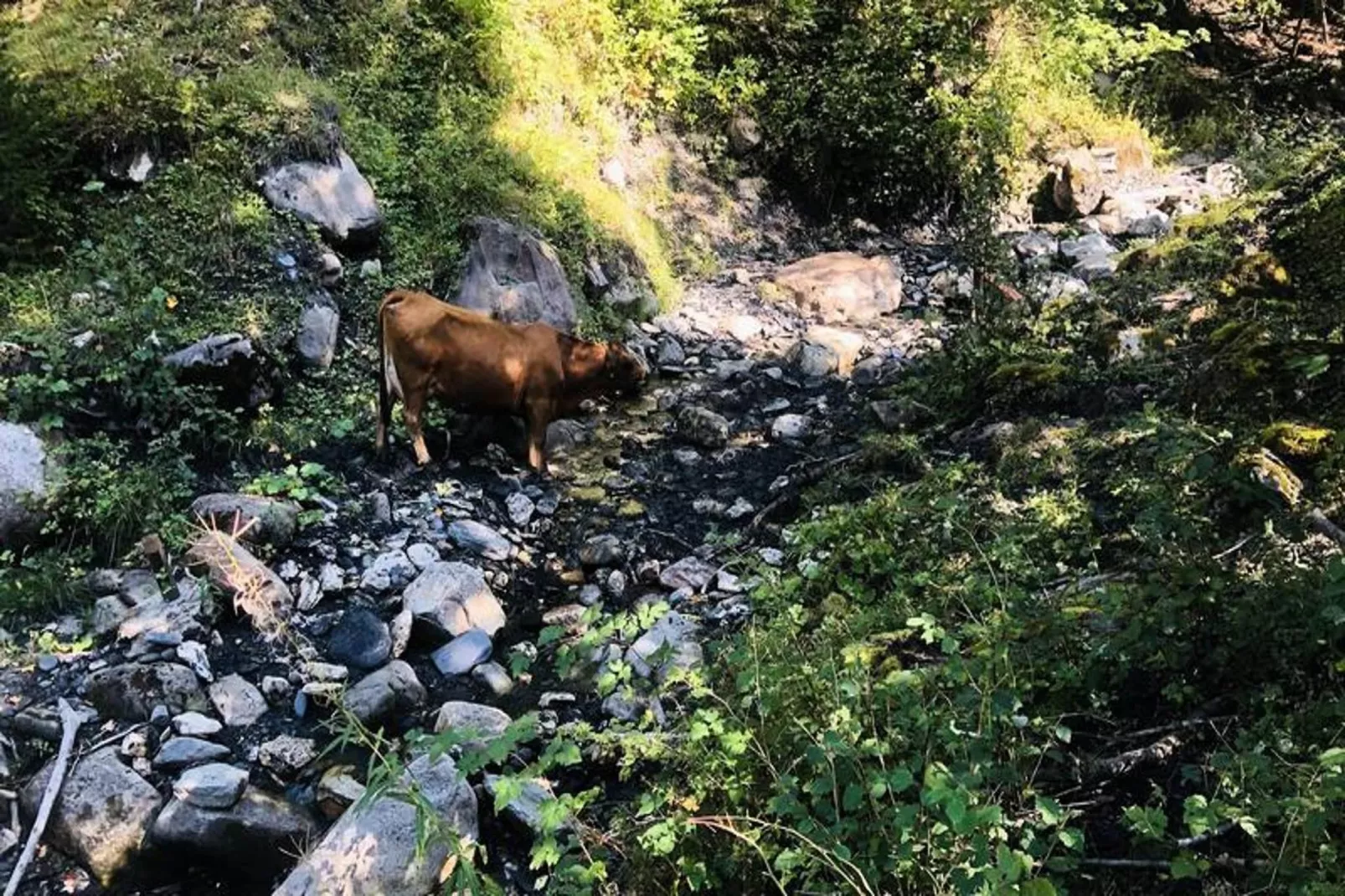 Résidence Sapiniere-Areas within 5km in summer