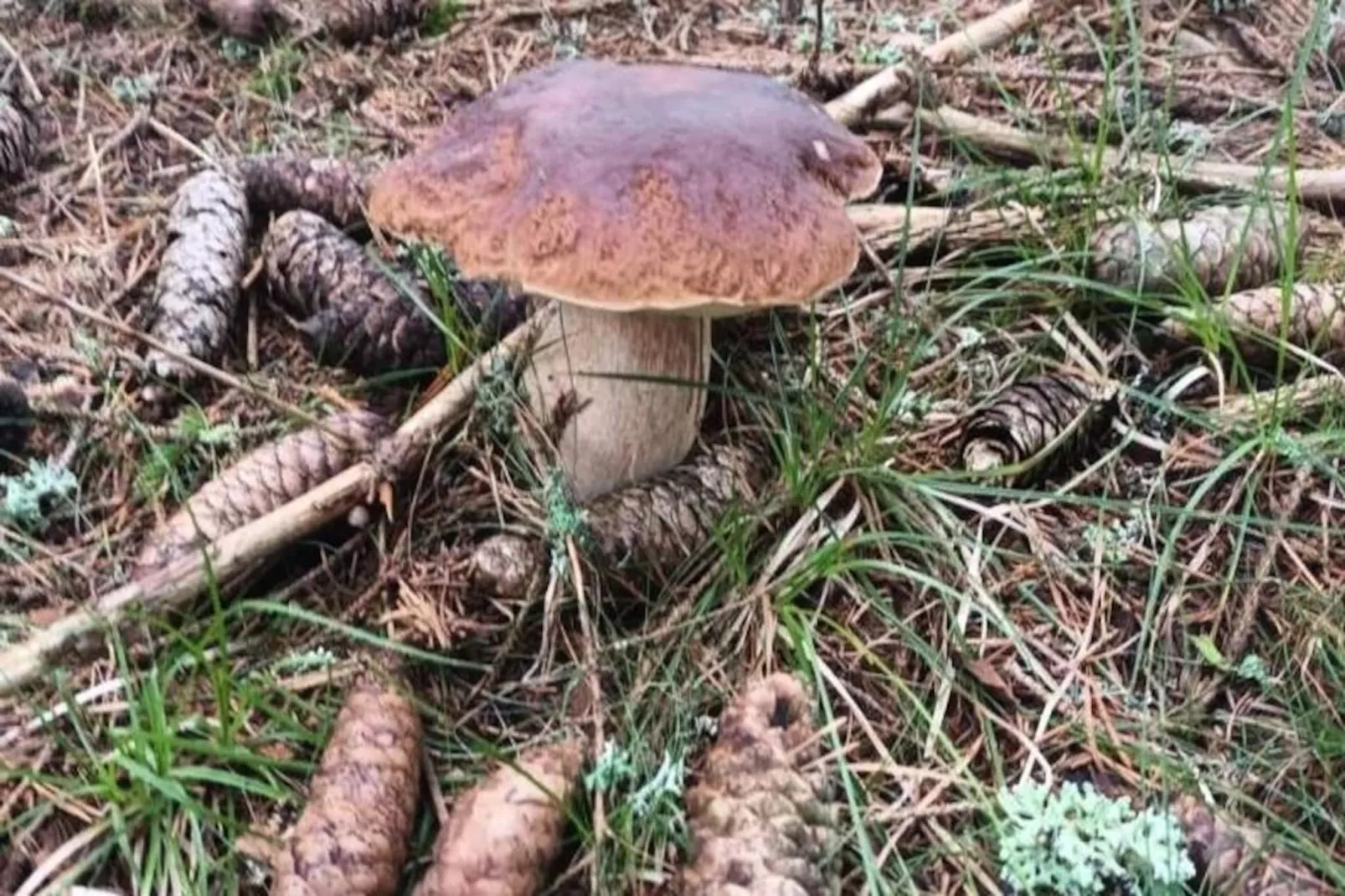 Gîte de France Gite cantagrel 2 épis-Image-tags.