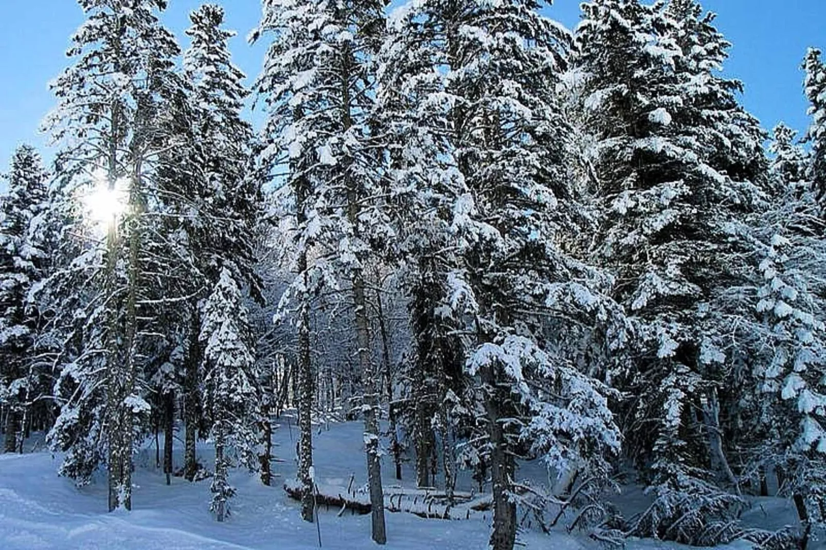 Résidence Bois De Marie - Area within 5km in winter