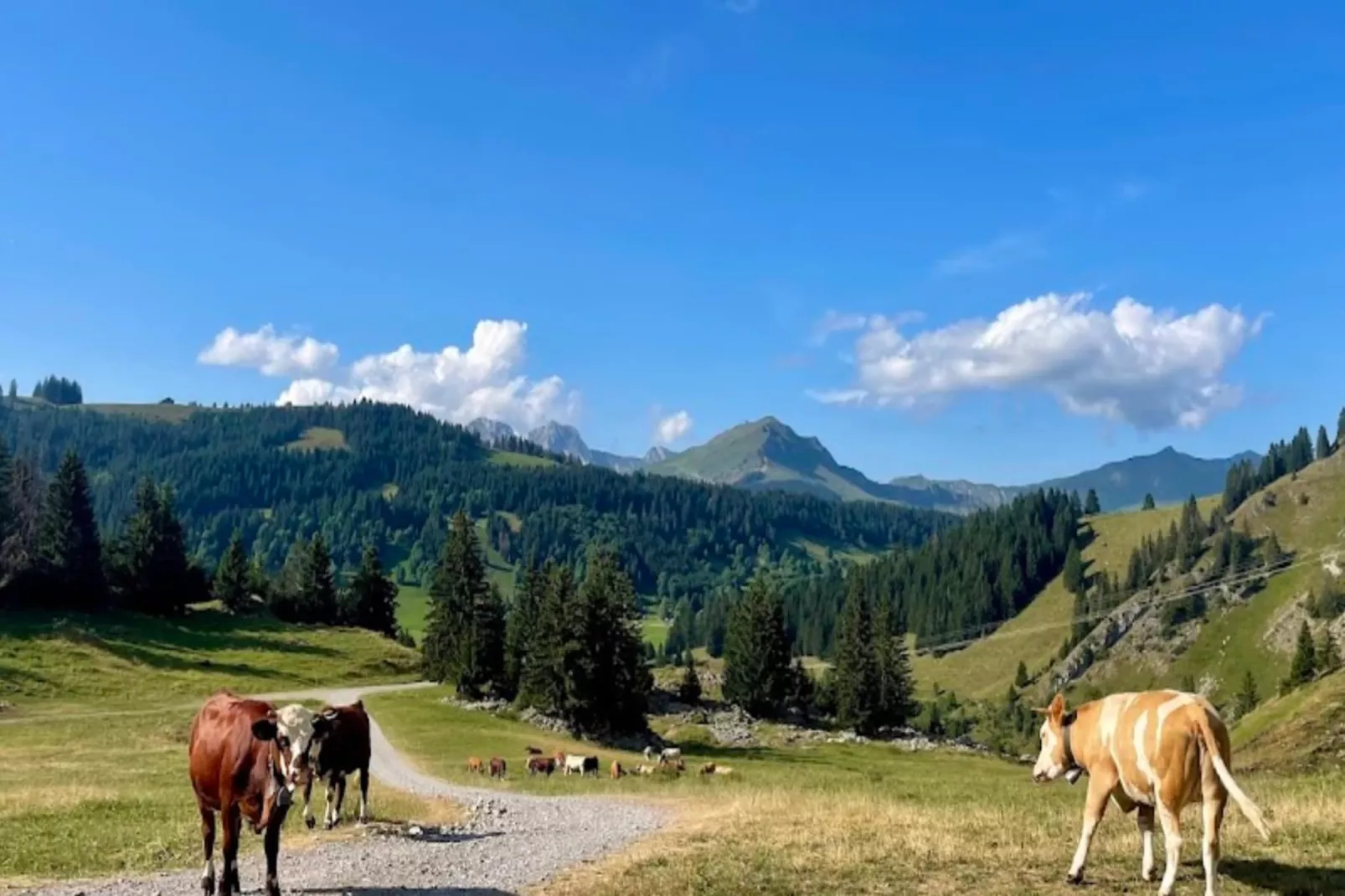 Résidence Mont-fernuy-Gebiete Sommer 5 km
