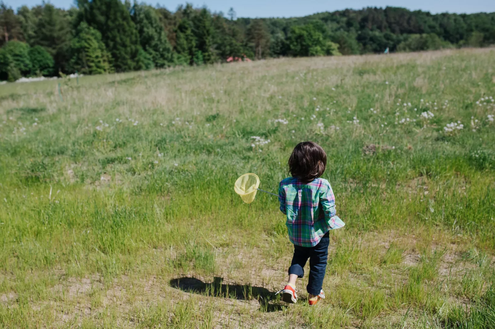 White Heron-Gardens in summer