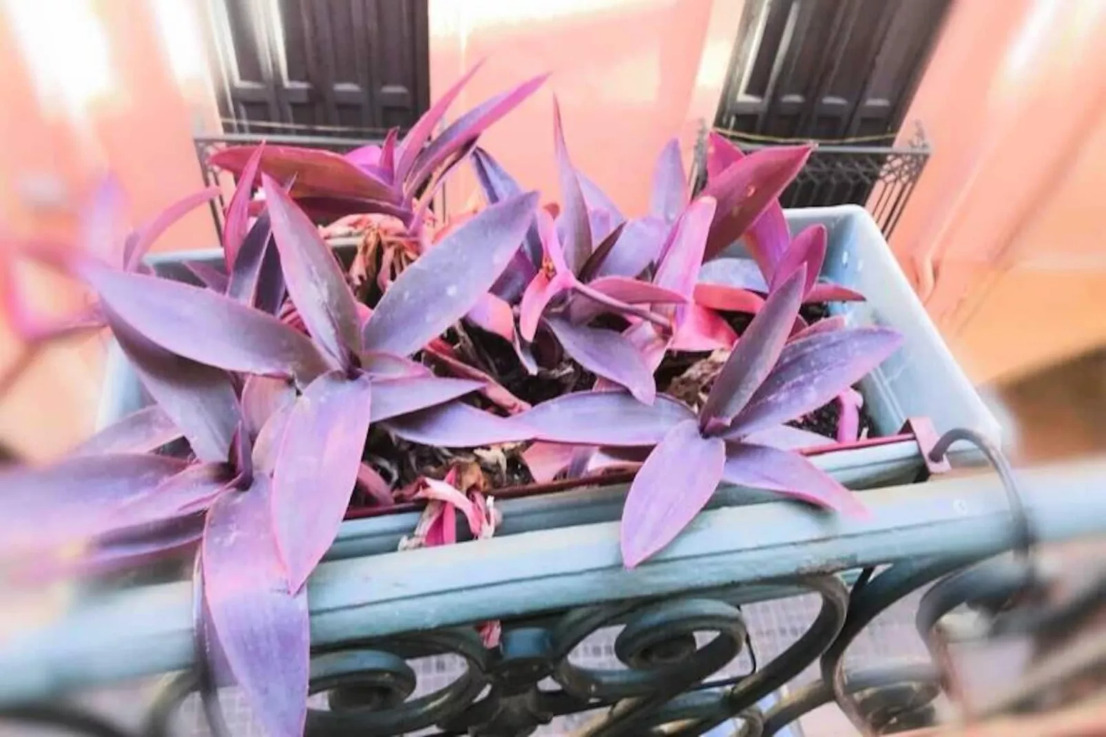 R&eacute;sidence St Vincent-Image-tags.