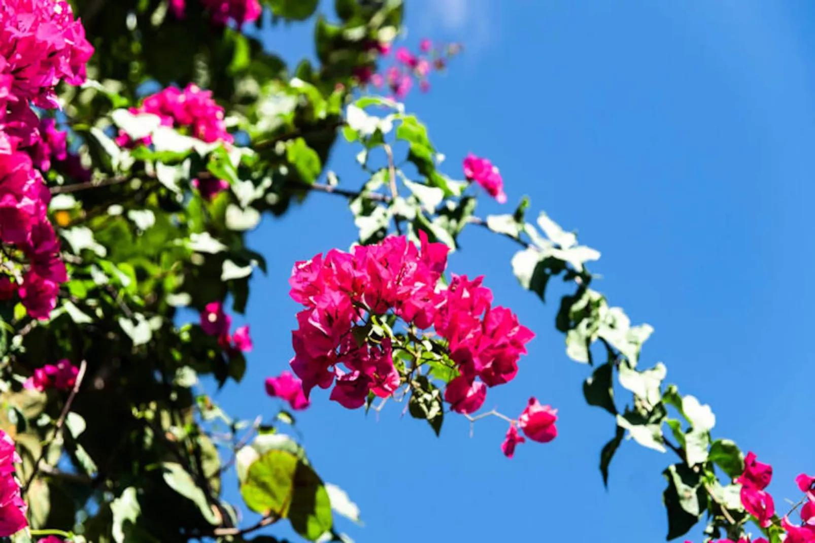 Villa La Plumeria-Image-tags.